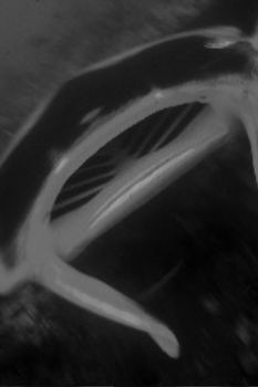 mantas mouth ,Mozambique by Greg Grant 
